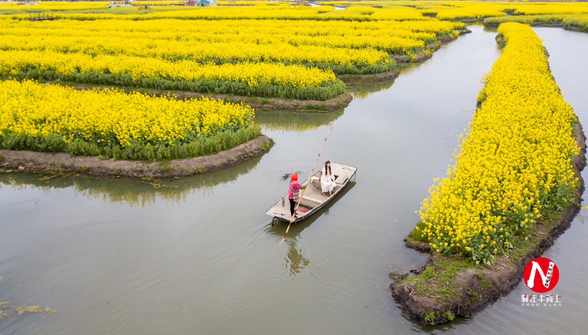 兴化看油菜花一日游,兴化千亩油菜花旅游