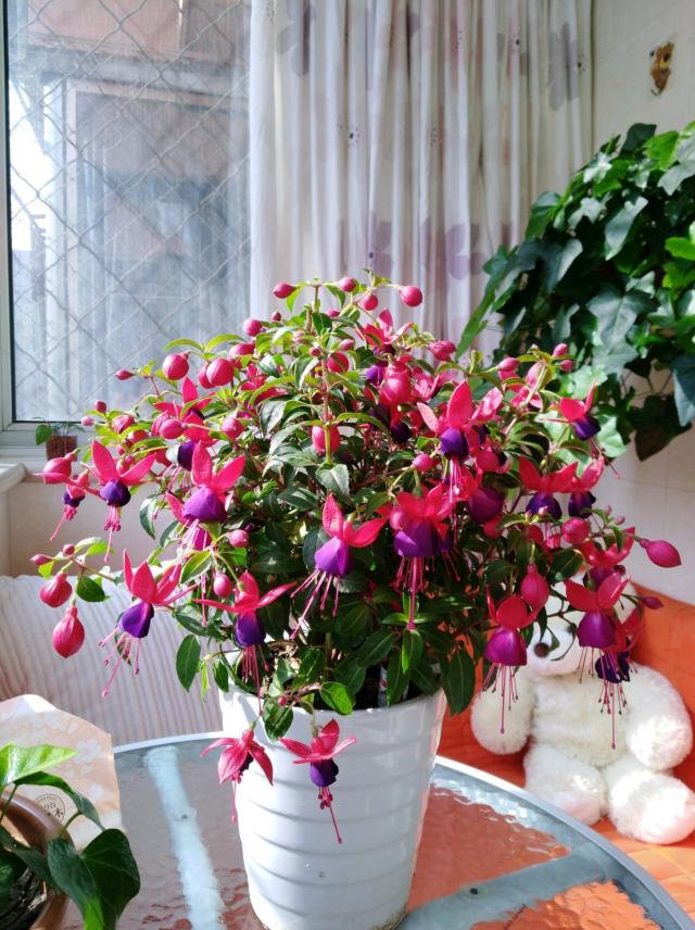 最耐阴不需要阳光的植物室外,喜阴怕阳光非常好养的盆栽大全