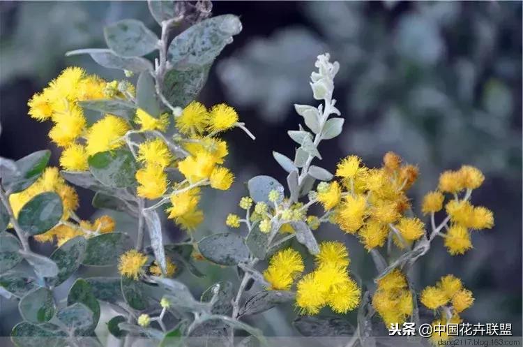 100种鲜花的花语樱花,100种不同花的花语
