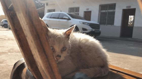 猫吃钢丝球视频,吃钢丝球的猫咪