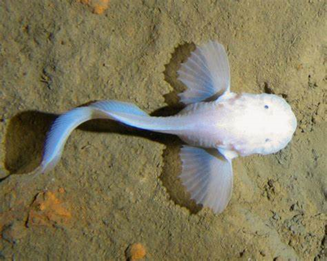 在太平洋掉下去会怎么样,花岗岩一摔就碎了吗