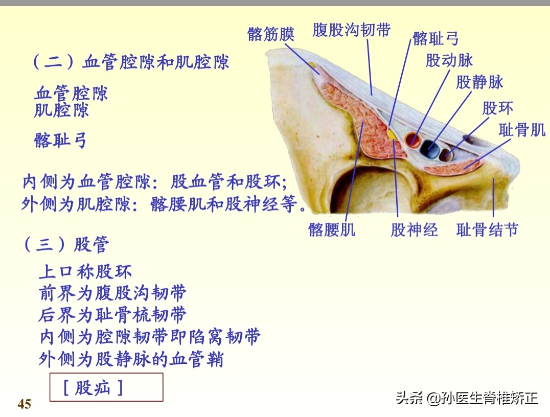 系统解剖学骨学ppt课件,解剖学基本知识ppt课件
