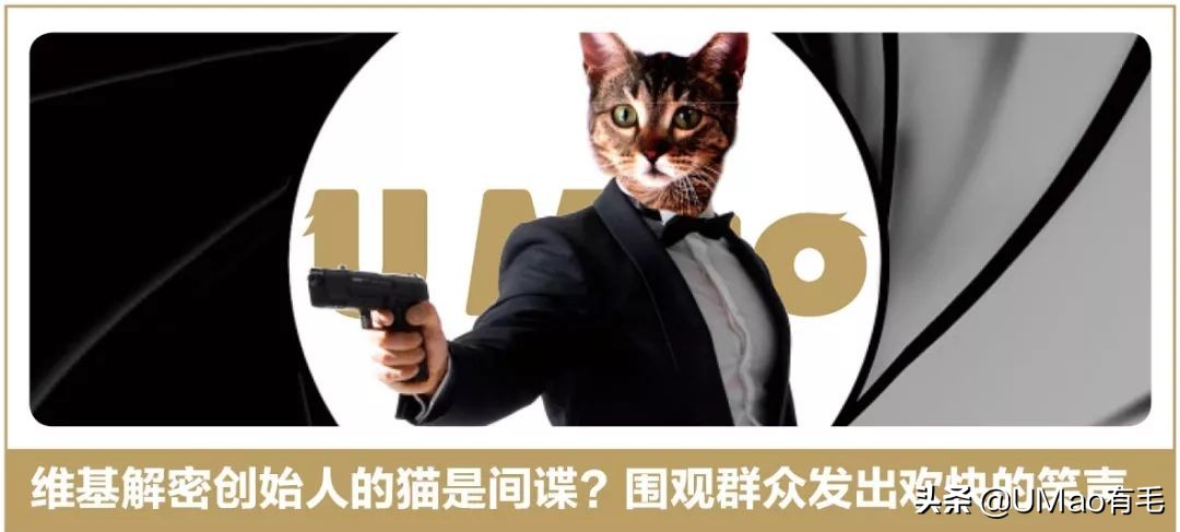 辟谣!猜杯子游戏,猫为什么总能选中有小球的那个?靠隐藏技能?