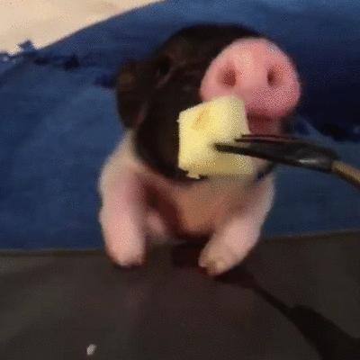 井柏然的家曝光,井柏然的猪