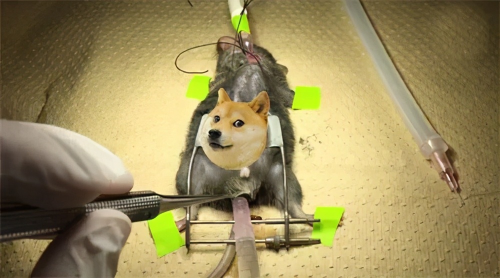 日本称人类可用肛门呼吸，还能治疗新冠，网友：那想放屁怎么办？