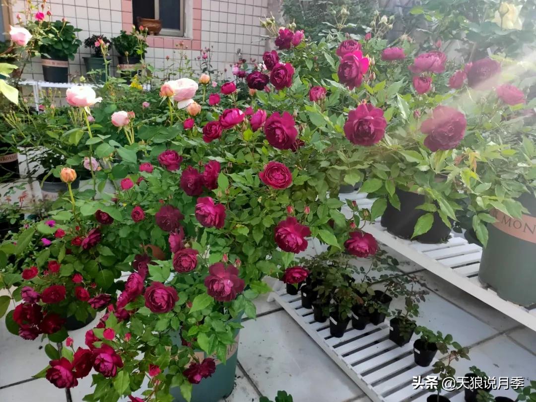 月季花是时候展现真正的技术了 (开春的第一波月季花就这么过去了)