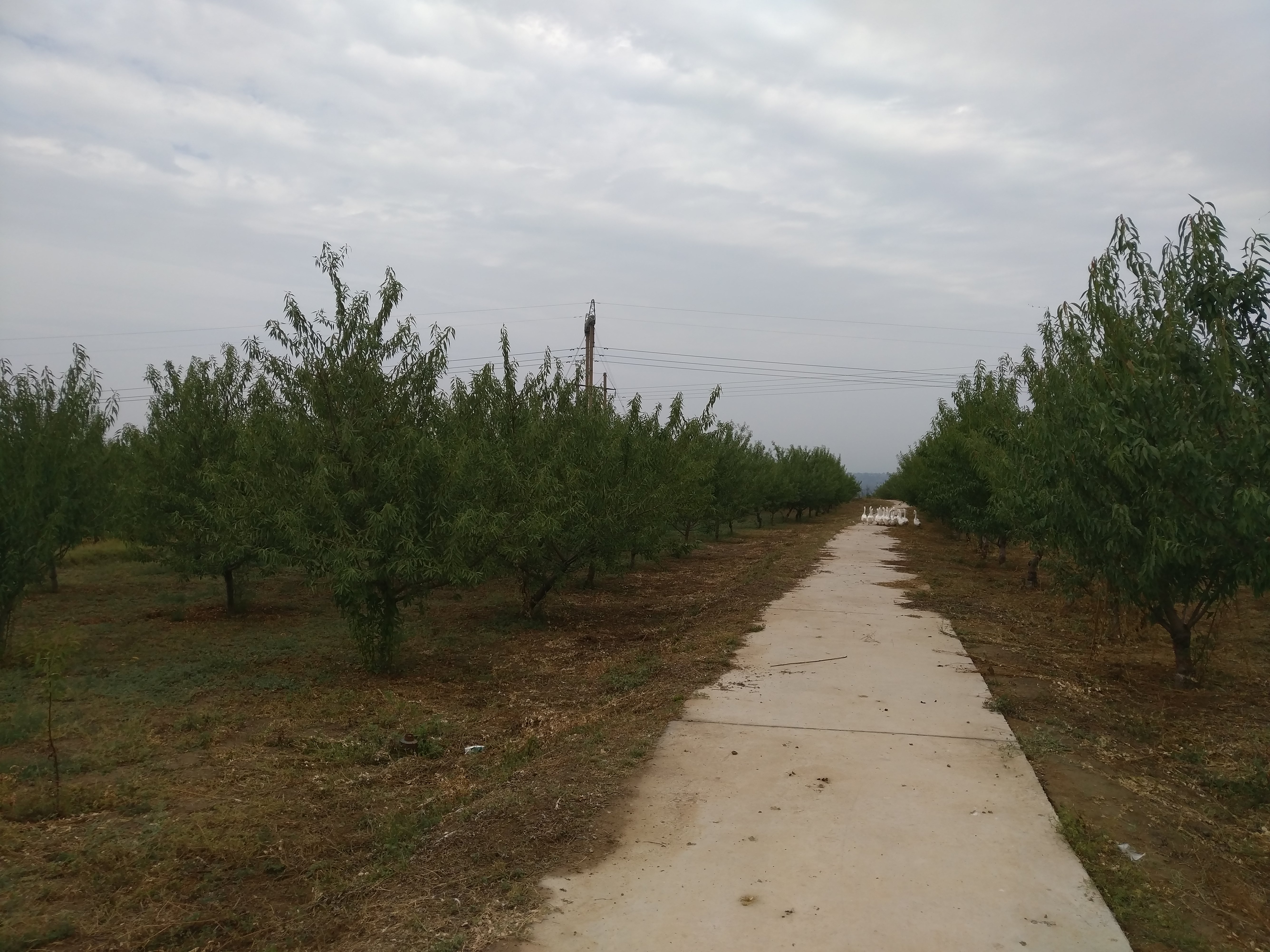 甘肃巴旦木适合种植吗,巴旦木是野生还是人工培育