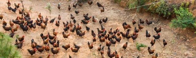 新型农村创业商机新项目,农村创业致富小机器