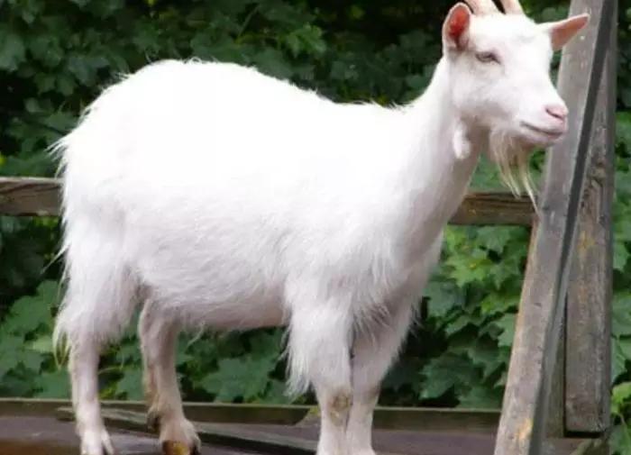 绵羊和山羊哪种口感好,山羊与绵羊肉质