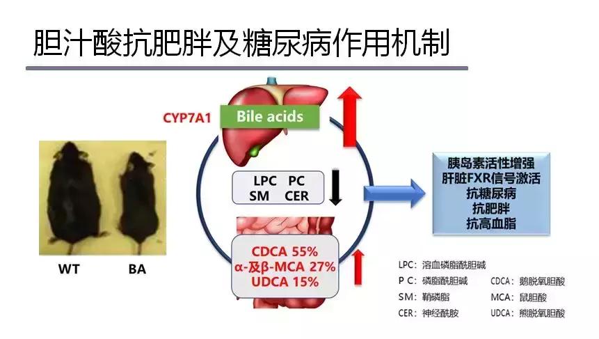 老年犬病后虚弱怎么办,老年犬肾衰怎么办