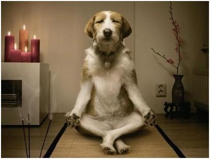 犬耳螨和蠕形螨的区别,犬蠕形螨流行特点