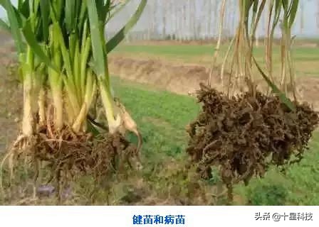 小麦一喷三防技术,小麦一喷八防配方