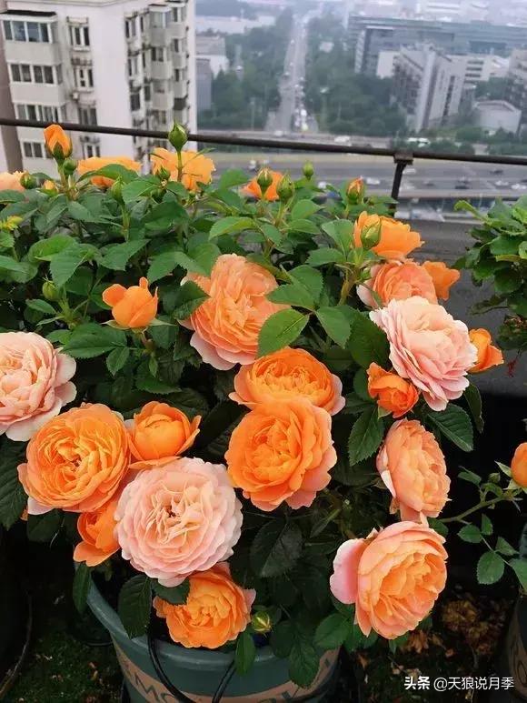 露台打造花海,她用10年改造庭院