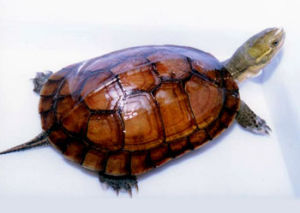 匠志萌宠乐园教学,匠志萌宠