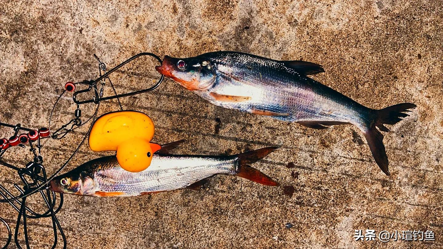 南昌有哪些地方可以路亚钓翘嘴,赣江路亚翘嘴