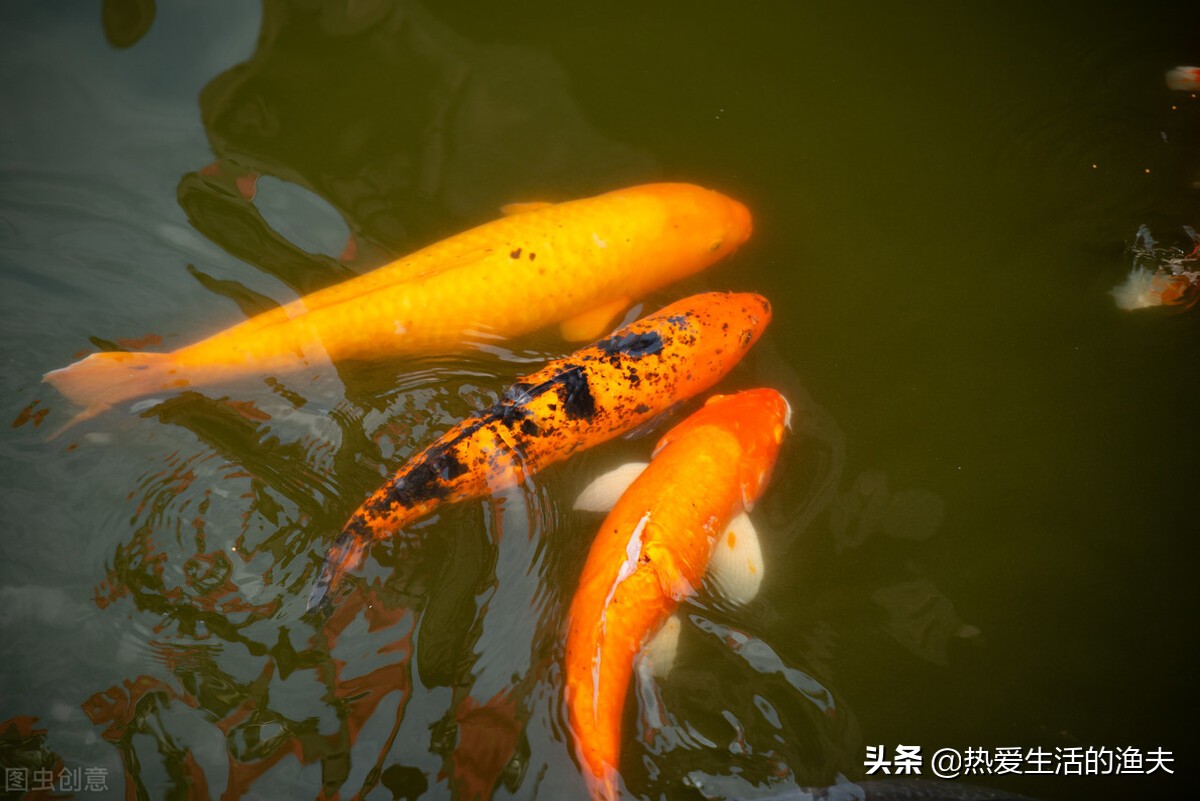 锦鲤生病需要隔离吗,锦鲤有病了需要停食吗