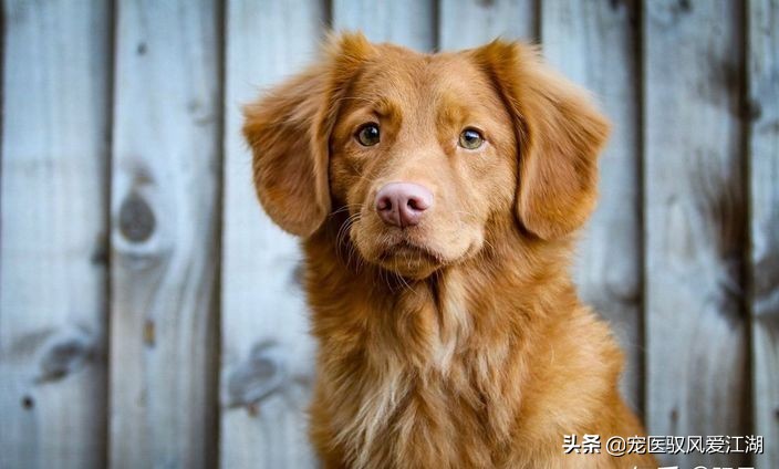 犬猫弓形虫抗体定量检测卡,猫抗体检测怎样算合格