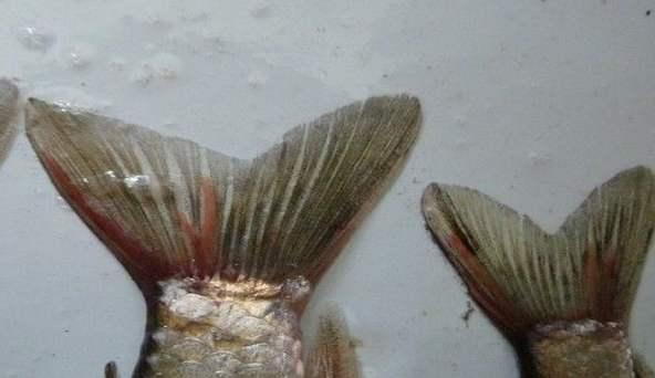 野钓鱼身上有没有寄生虫怎么看,钓上来的鱼会不会有寄生虫