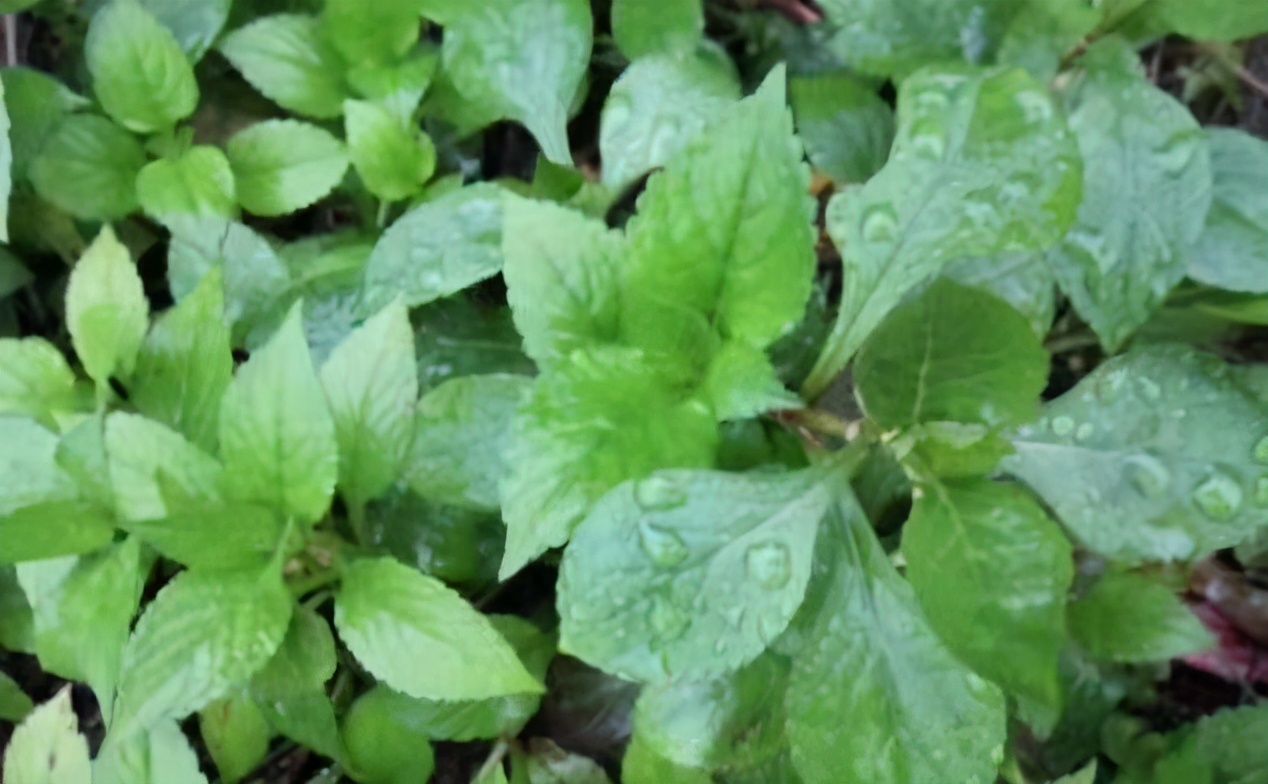 寻味武汉：坚持做传统粤菜27年不变，鸡有鸡味，鱼有鱼香