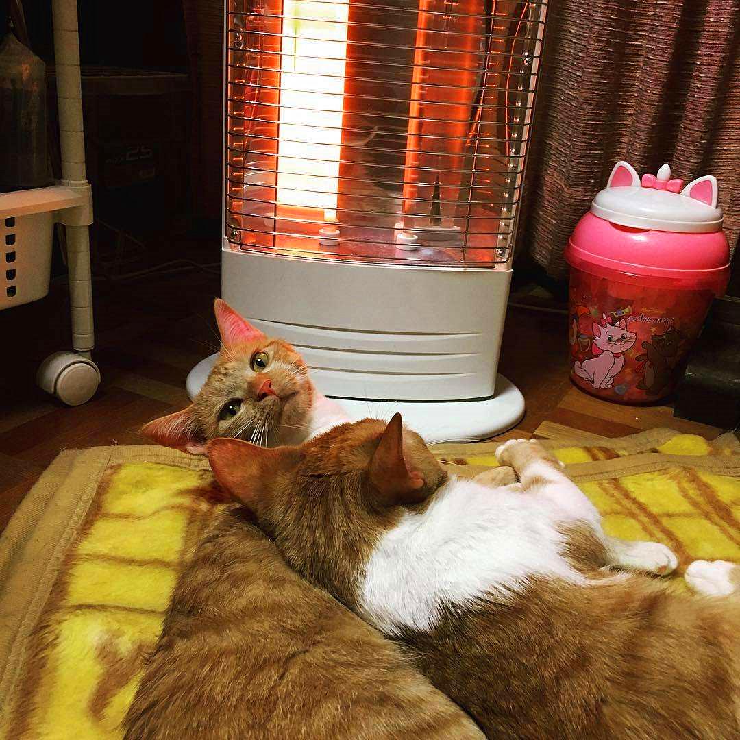 猫咪有毛怎么还怕冷,别看猫咪那么多毛猫咪是很怕冷的