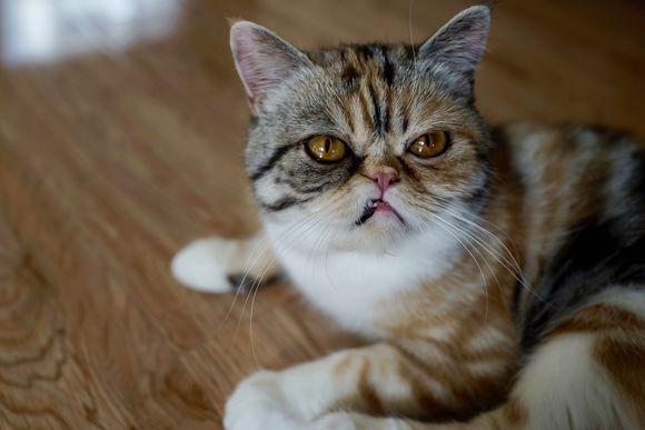 猫咪换牙牙齿是怎么样的,换牙期猫咪牙齿出血怎么办