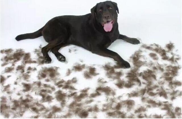 拉布拉多价格参差不齐,拉布拉多价格为什么差那么多