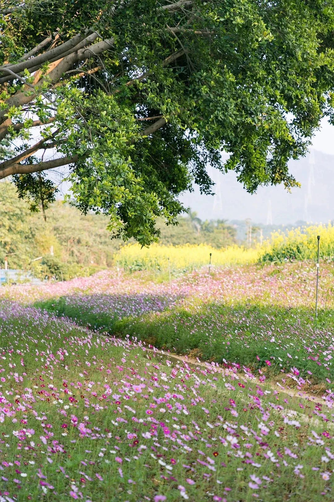 去深圳免费游玩的10个地方,深圳免费游玩景点推荐