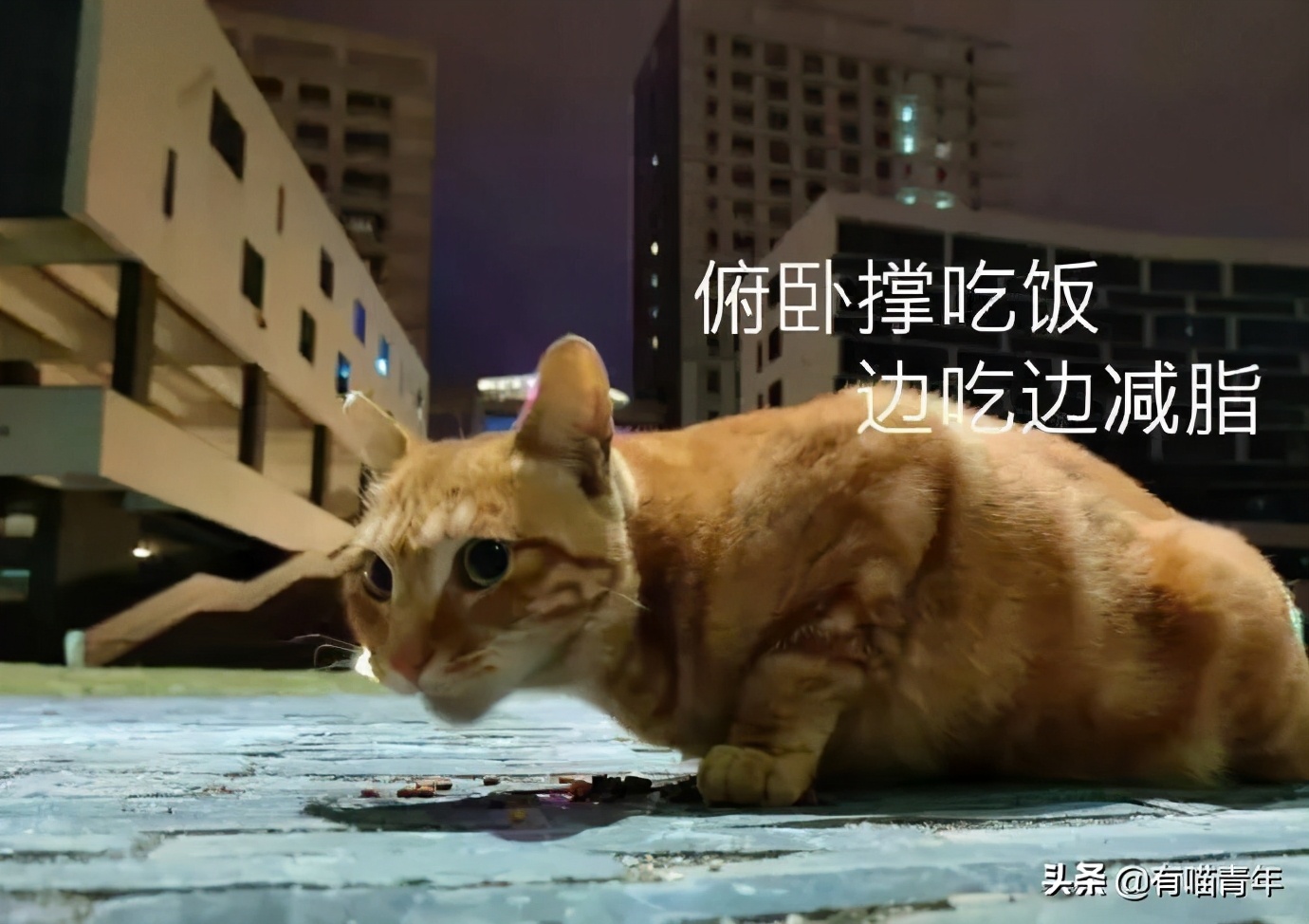 北大猫咪图鉴,中国人民大学猫咪图鉴