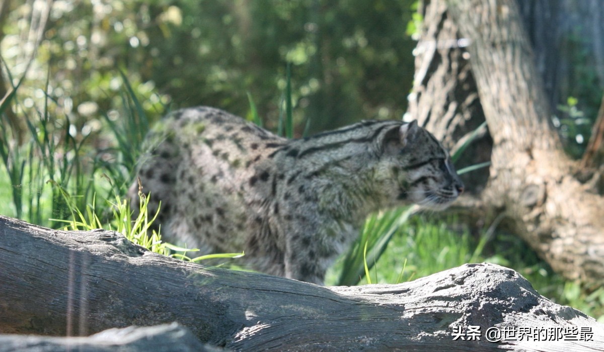小体型猫科最凶,最凶的猫矮脚猫