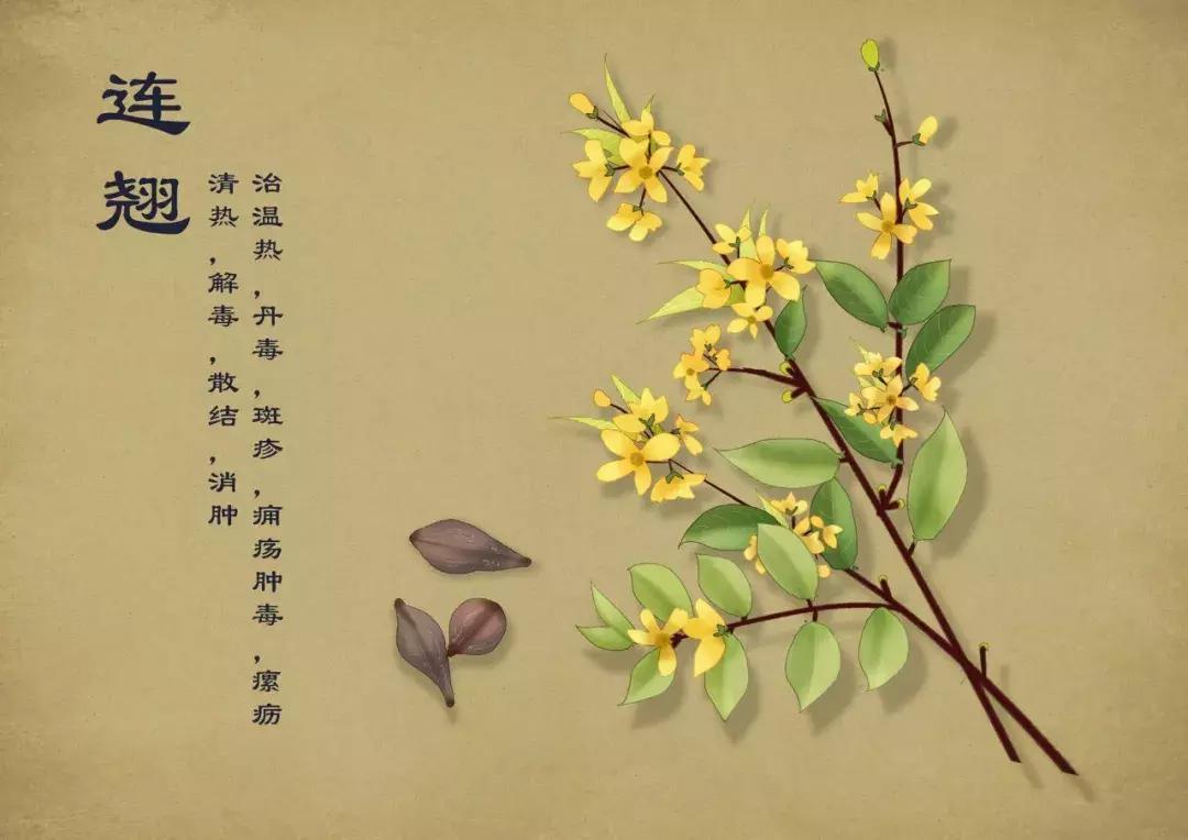 手绘中草药图片大全及功效,13岁男生手绘中草药图走红