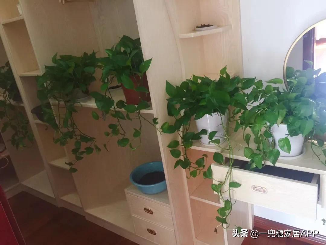 闷放法除甲醛真的有效吗,你清醒点全文免费阅读