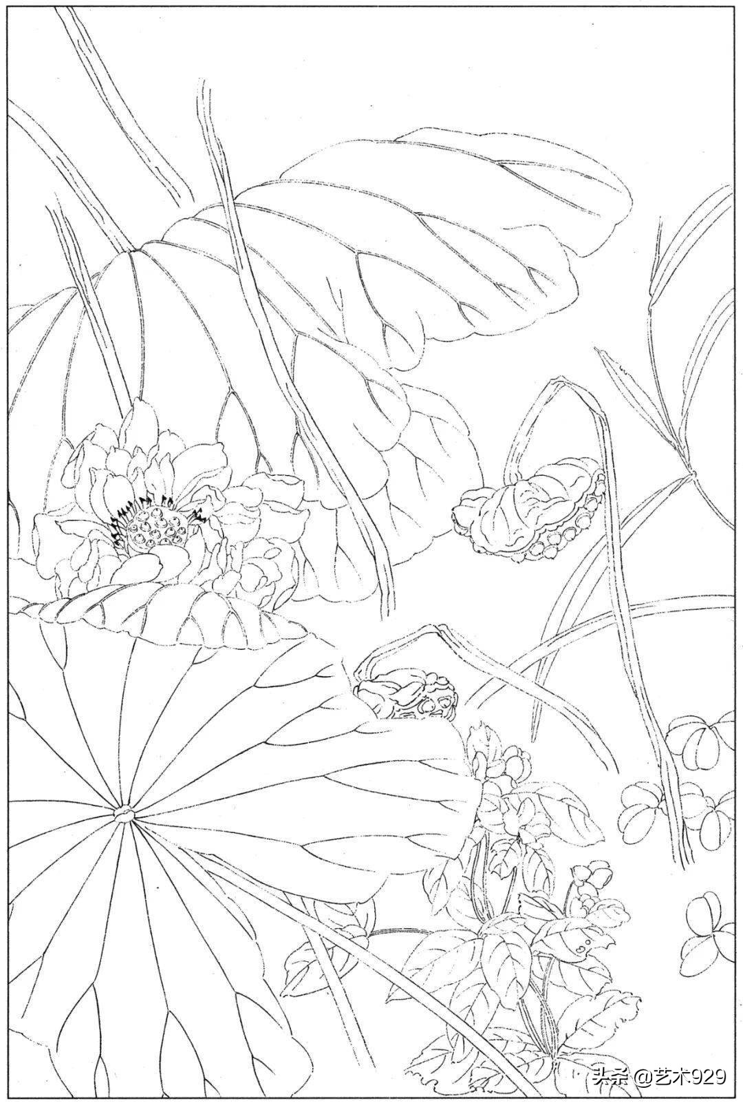 余稚荷花蜻蜓图高清白描底稿,白描荷花勾线方法讲解视频