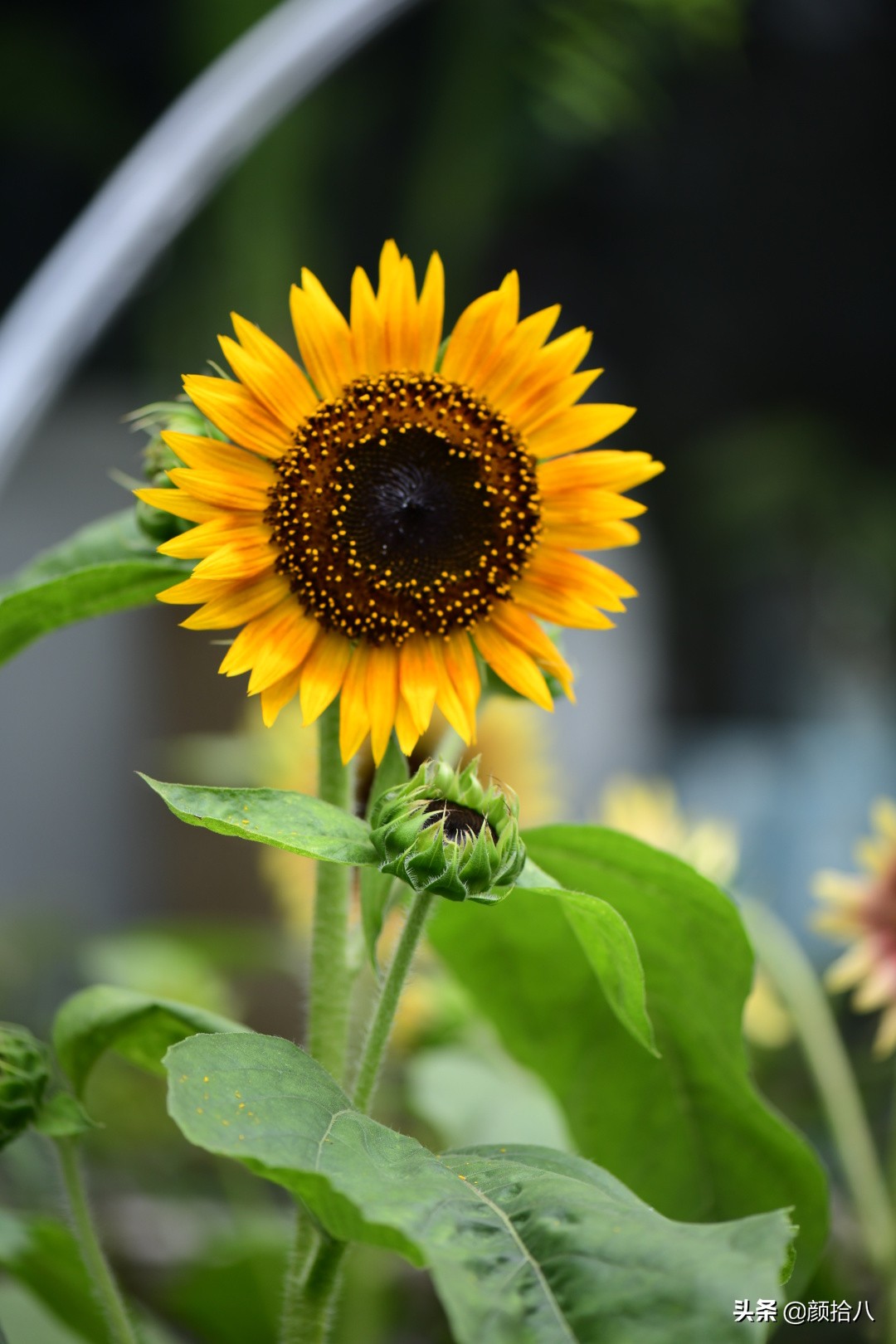 这个夏天我在花园里种向日葵|园丁