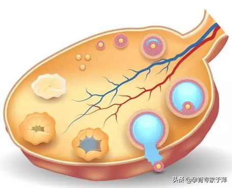 于萍,促排卵的人怎么备孕