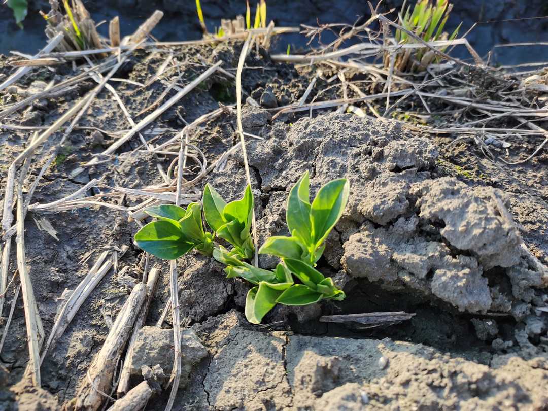 三维b超宝宝,宝宝三维b超视频