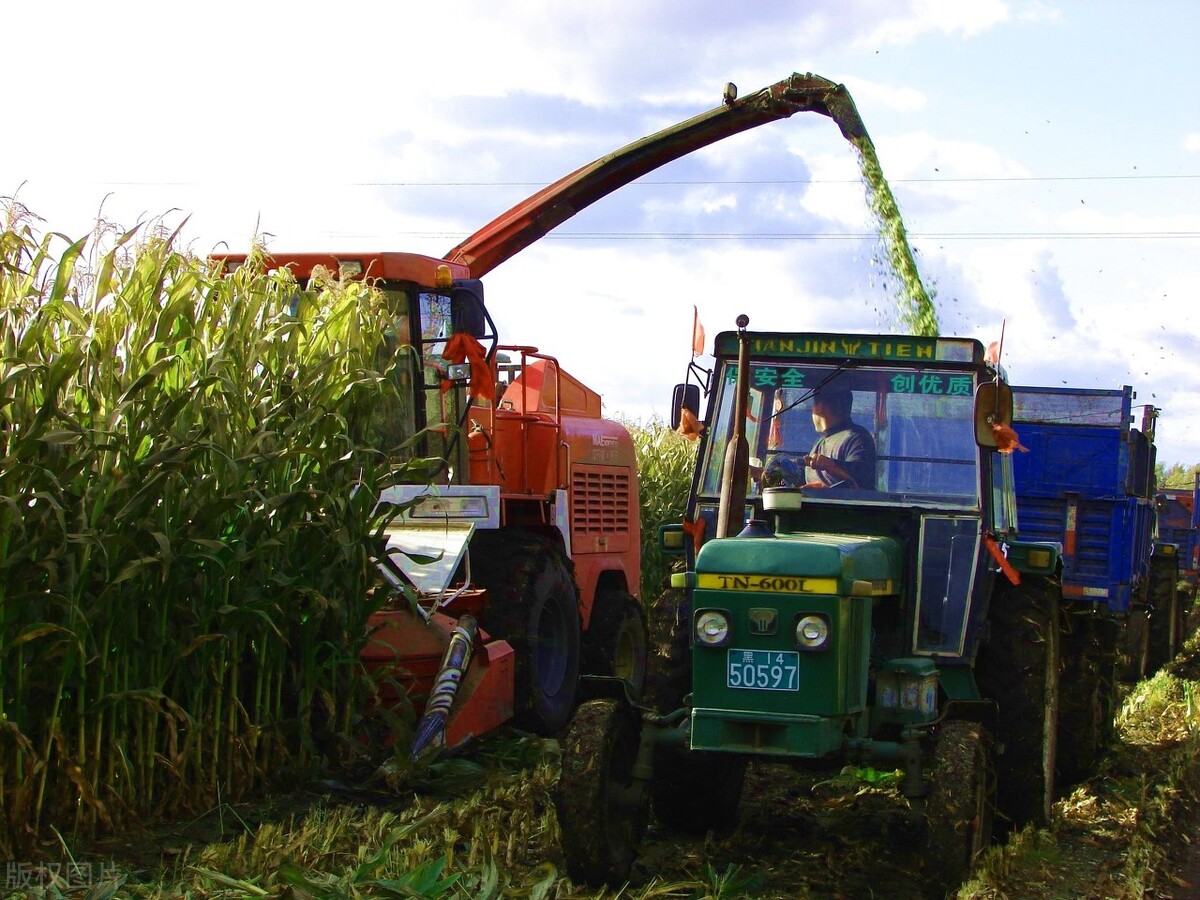 青贮玉米秸秆如何喂养牛羊视频,养牛玉米秆青贮需要添加什么原料