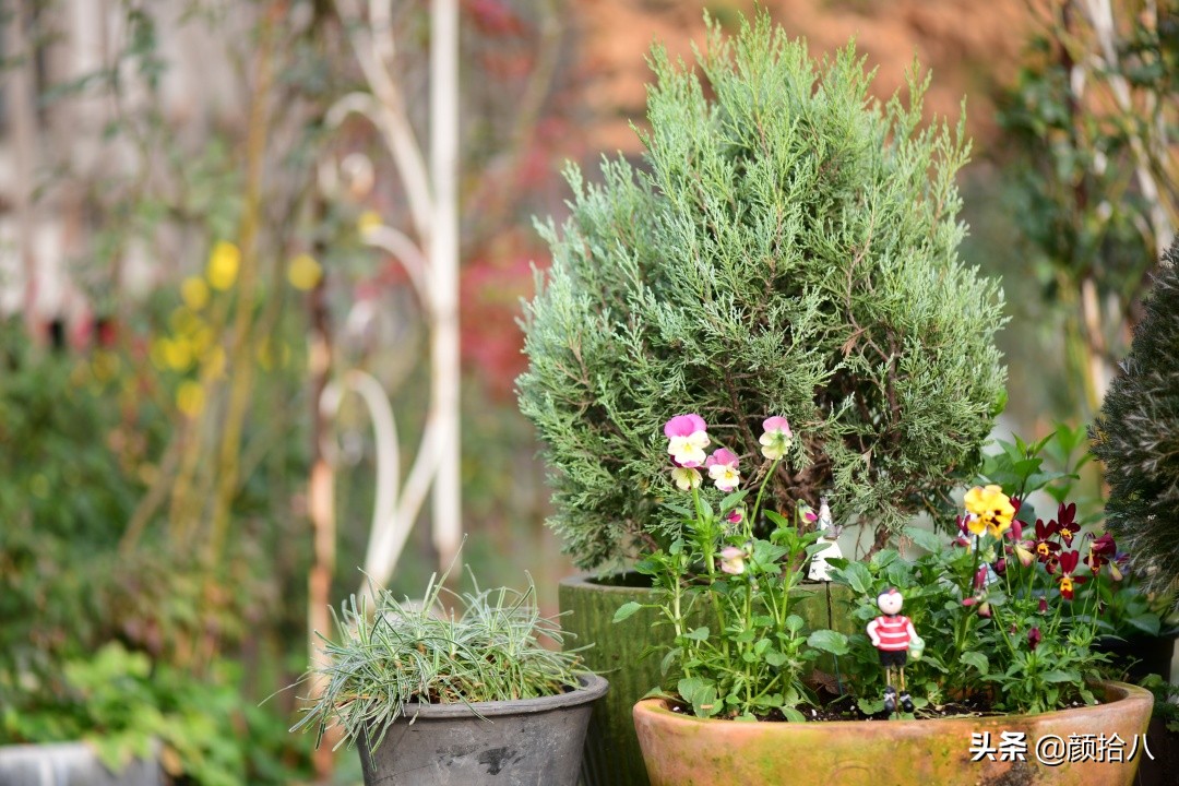 零下9度来袭，花园里的绿色是那么动人|园丁
