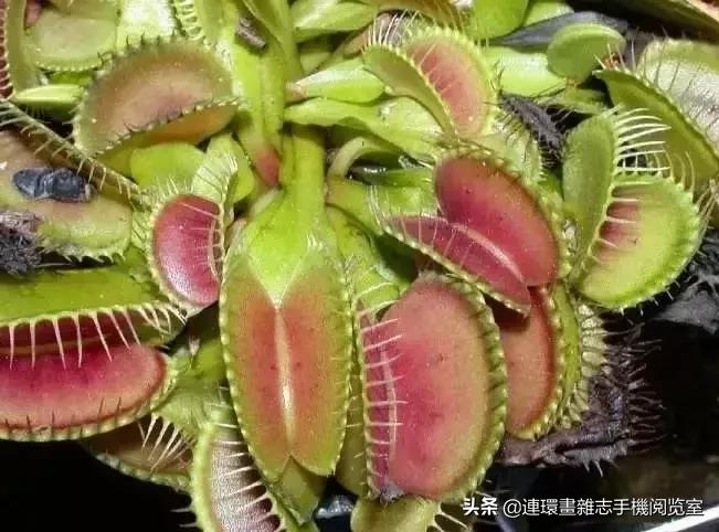 100种常见花卉植物图谱,100种花卉素描图谱