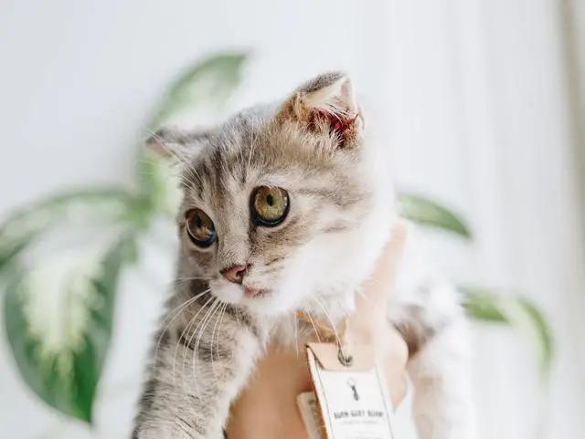 你还在躺平吗？喵星人都出来打工啦