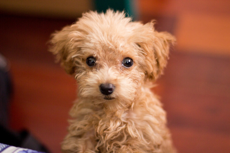 泰迪狗狗拉的便便很臭,泰迪拉黑色便便是怎么回事