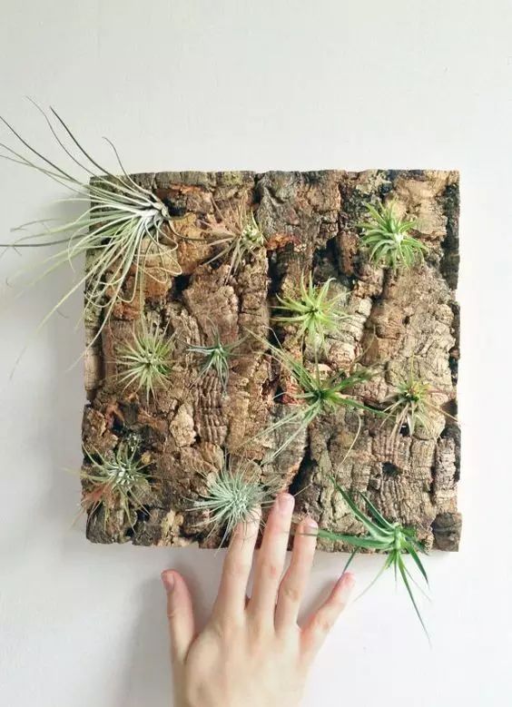 置爱｜植物1.0是种在盆儿里的，植物2.0都趴在墙上的