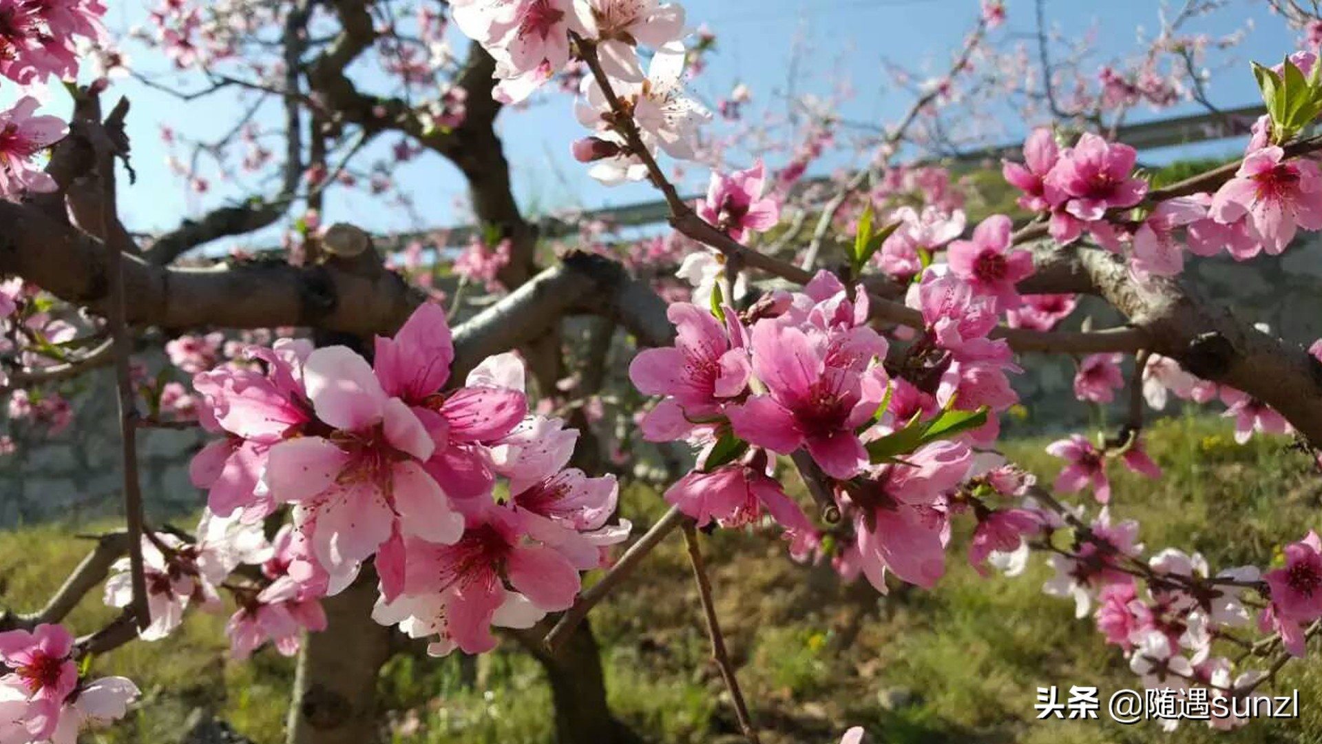 丹东宽甸桃花旅游攻略,丹东宽甸桃花岛旅游攻略自驾