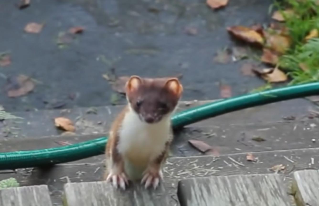 黄鼠狼黄大仙的视频,黄鼠狼捕捉黄大仙