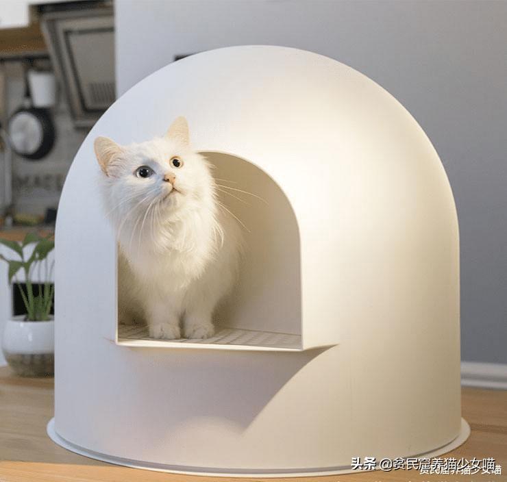 猫咪拉肚子医生给了益生菌,猫咪拉稀喂蒙脱石散需要禁食吗