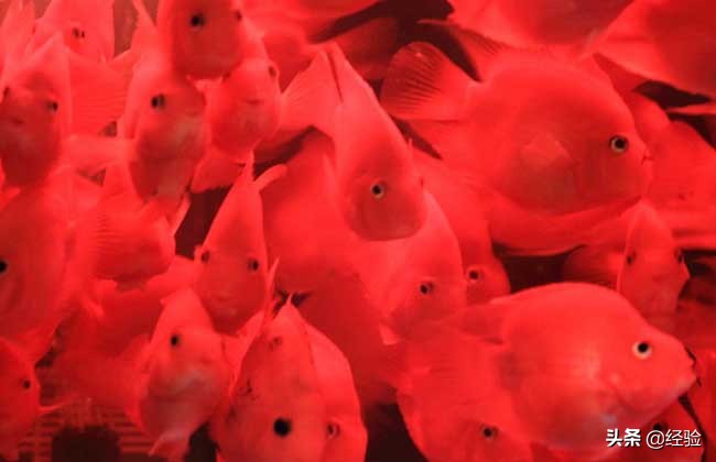 鹦鹉鱼吃什么食物最好,红鹦鹉鱼吃什么
