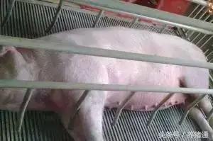 猪疫苗过敏怎么治疗,猪场疫苗过敏的处理方法