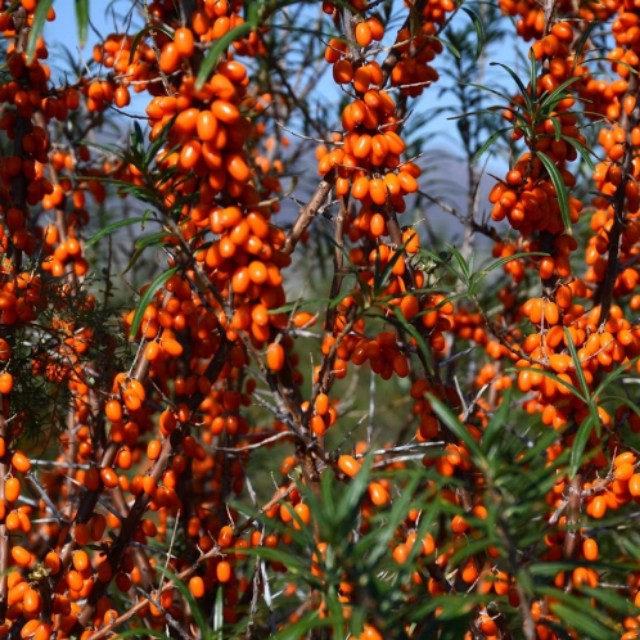 沙棘油功效与作用好处,沙棘油的功效与作用的说明书