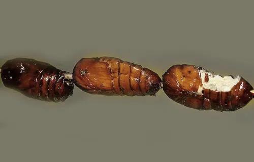 那些年我们吃过的苦,那些年我们吃过的山珍海味