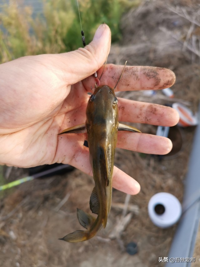 为什么大板鲫吃口很轻,大板鲫一般多少度吃口