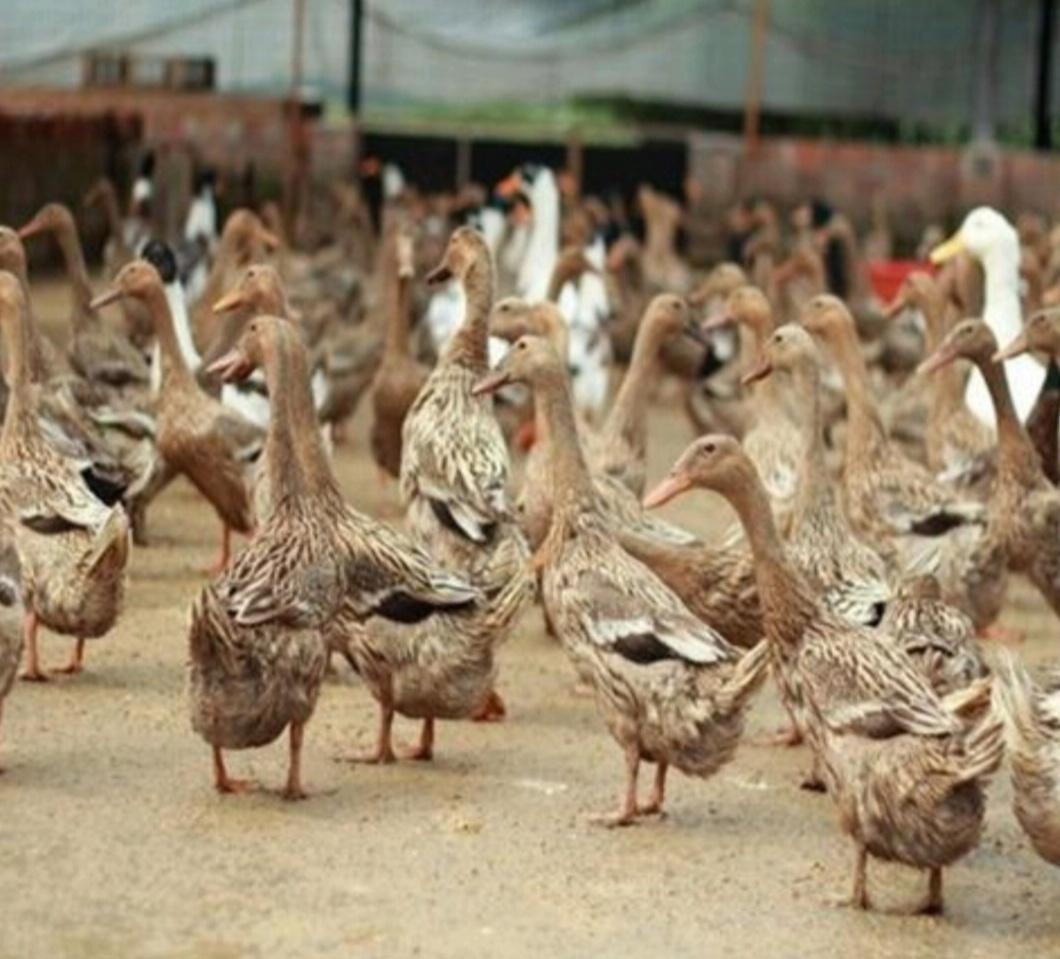 养殖最简单赚钱,目前市场最火的养殖项目